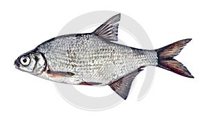 Fish silver bream with scales isolated on white background Blicca bjoerkna.