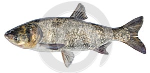 Fish silver carp. Side view bighead carp. Isolated Hypophthalmichthys photo