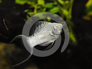 Fish Silver Molly in swimming in exotic aquarium