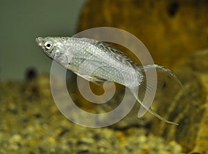 Fish Silver Molly in swimming in exotic aquarium