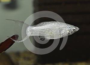 Fish Silver Molly in swimming in exotic aquarium