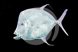 Fish Silver Moonfish,Lookdowns-Selene vomer