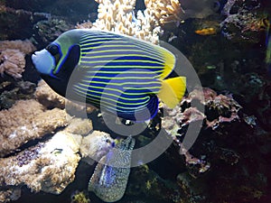 Fish Singular Bannerfish in the Aquarium