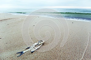 Fish skeleton