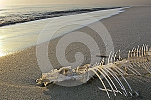 Fish skeleton