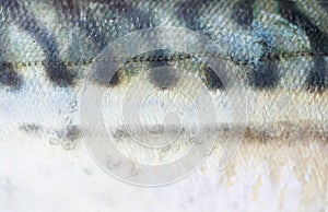 Fish skin texture