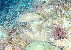 Fish - Slender grouper