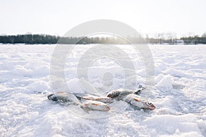 Fish in the snow. Winter fishing