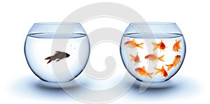 Fish in solitude - diversity concept, racism and isolation