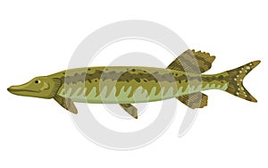Fish sorts or types. Freshwater fish. Hand-drawn color illustration of inland fish. Commercial fish specie