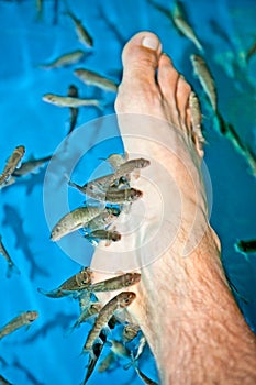 Fish spa feet pedicure skin care treatment with the fish Rufa Ga