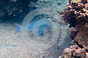 Fish Spangled emperor is under water