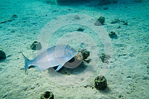 Fish Spangled emperor is under water