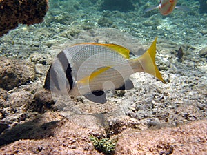 Fish : Sparus auratus photo