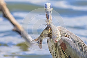 Fish Speared By Great Blue Heron