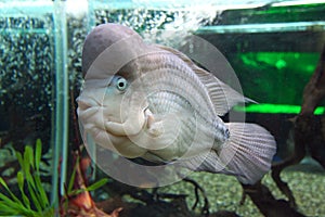Fish species Cichlasoma temporalis in the aquarium