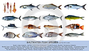 Fish species saltwater classification isolated photo