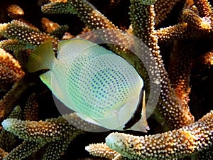 Fish : Speckled butterflyfish