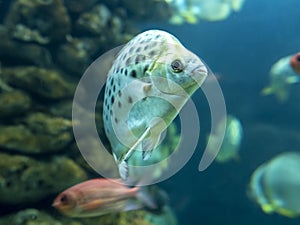 Fish of the spiny family Acanthuridae swimming in the aquarium