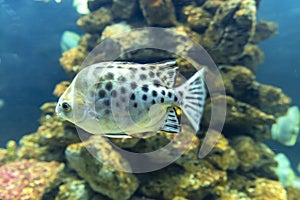 Fish of the spiny family Acanthuridae swimming in the aquarium