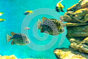 Fish of the spiny family Acanthuridae swimming in the aquarium