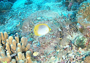 Fish Spot-tail butterflyfish