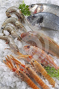 Fish stall on crushed ice. Supermarket, fish department