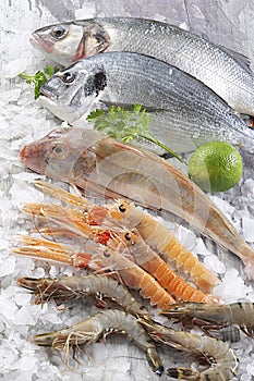 Fish stall on crushed ice. Supermarket, fish department