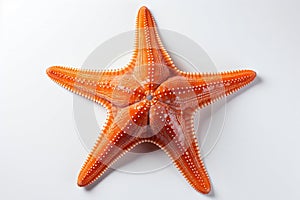 fish star on white background