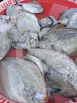 fish that is still fresh because it has just been caught by fishermen for sale