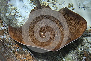 fish stingray blurred under water, Leopard whipray (Himantura leoparda) in the pool