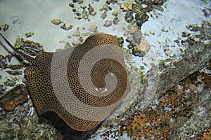 fish stingray blurred under water, Leopard whipray (Himantura leoparda) in the pool