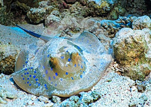 Fish stingray on the sea bed