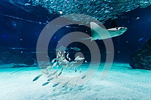 Fish and stingrays in a aquarium