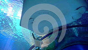 Fish stingrays float in clear blue water in large aquarium oceanarium close up. Underwater scene, Stingray and fishes