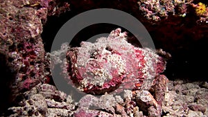 Fish stone closeup macro video underwater on seabed in Maldives.