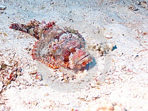 Fish stone lying on the bottom.