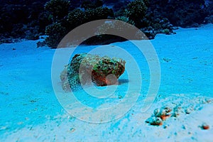 Fish stone on the seabed