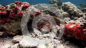 Fish Stone underwater on background of amazing seabed coral reef in Maldives.