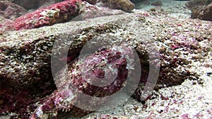 Fish Stone underwater in Galapagos.