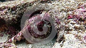 Fish stone underwater in Galapagos.