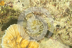 Fish - Strapweed filefish