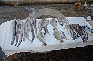 Fish streetstall in Essaouira Marocco, January 2019