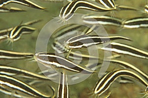 Fish - Striped catfish