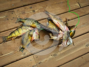 Fish strung on a fishing stinger laying on a wooden deck