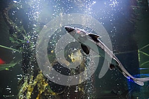 Fish sturgeon swims in the aquarium of oceanarium. Sturgeon fish