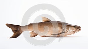Precise Lines And Explosive Pigmentation: A Stunning Catfish On White Background photo