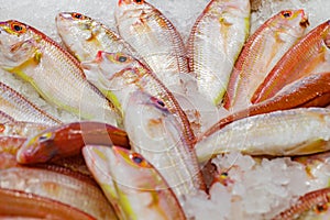 Fish sultanka barabula raw chilled on ice, selective focus
