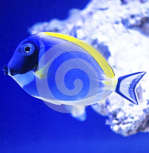 Fish surgeon Acanthurus leucosternon Powder-blue Tang