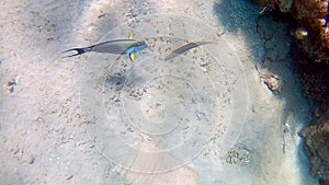 Fish-surgical Akantnuridae, Seabreams and swim around a bright c